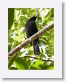 Black-cowled Oriole