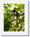 Black-cowled Oriole
