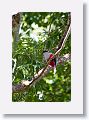 Cuban Trogon