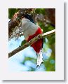 Cuban Trogon