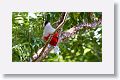 Cuban Trogon