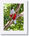 Cuban Trogon