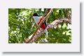 Cuban Trogon