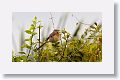 Northern Mockingbird