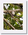 Cuban Solitaire