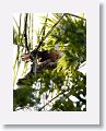 Great Lizard-Cuckoo
