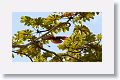 Great Lizard-Cuckoo