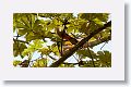 Great Lizard-Cuckoo