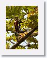 Great Lizard-Cuckoo
