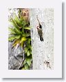 West Indian Woodpecker