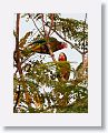 Cuban Parrots @ Guama Crocodile Farm Parking Lot