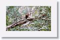 Zenaida Dove