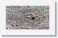 Zenaida Dove