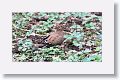Zenaida Dove