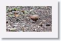 Zenaida Dove