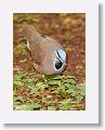 Blue-headed Quail Dove