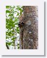 Cuban Screech Owl or Bare-legged Owl