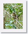Cuban Pygmy-Owl