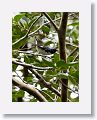 Black-throated Blue Warbler