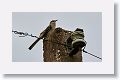 Northern Mockingbird