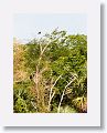 Crested Caracara