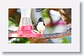 Black-throated Blue Warbler