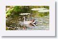 Common Moorhen