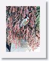 West Indian Woodpecker