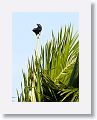 Cuban Crow