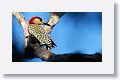 West Indian Woodpecker