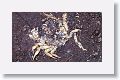 Crab mosaic at Soplillar