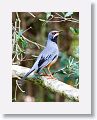 Red-legged Thrush