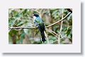 Cuban Trogon