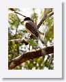 Giant Kingbird