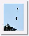 Cuban Parrots