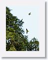 Cuban Parrots