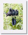 Smooth-billed Ani