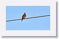 Mourning Dove