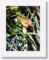 Great Lizard-Cuckoo