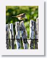 Palm Warbler