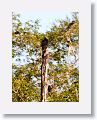 Turkey Vulture