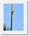 West Indian Woodpecker