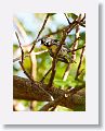 Yellow-throated Warbler