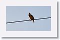 Eastern Meadowlark