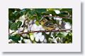Thick-billed Vireo