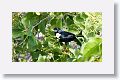 Cuban Bullfinch