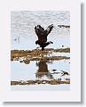 Cuban Crab Hawk