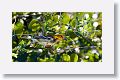 Black-throated Green Warbler