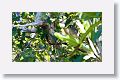 Cuban Vireo