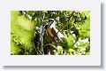 Mangrove Cuckoo